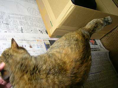 猫の里親募集