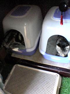 猫トイレ